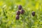 Snake`s Head Fritillary group flowering