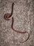 The snake, scary snake, cobra, python, beautiful snakes, animals Kingdom