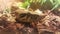 Snake Schlange Boa Constrictor Longicauda Terrarium