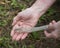 Snake Shedding Skin Stock Photos. Snake Shedding Skin on a human hand with a grass background.