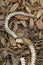 Snake skeleton at Lake Wales Ridge State Forest in Polk County, Florida