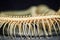 Snake skeletons of Reticulated python (Python reticulatus). The