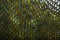 Snake skin background