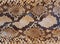 Snake skin pattern background