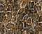 Snake skin pattern texture with brown color. Seamless Texture snake. Fashionable print. Ready for textile prints.