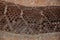 Snake skin textures. Brown snake scales  background with white stripes