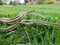 A snake slithering in the grass