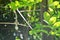 Snake slough skin on butterfly pea tree in backyard garden