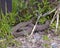 Snake Stock Photo and Image. Close-up profile view crawling on gravel rocks with a background of coloured foliage, in its