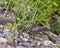 Snake Stock Photo and Image.  Close-up profile view crawling on gravel rocks with a background foliage, in its environment and