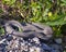 Snake Stock Photo and Image. Close-up profile view crawling on gravel rocks with a  foliage background, in its environment and