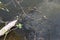 A snake swims on the surface of the lake on a summer day