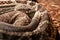 Snake in the terrarium - Tropical rattlesnake