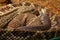 Snake in the terrarium - Tropical rattlesnake