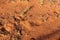 Snake trails in dry orange ground in Australian outback