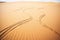 snake trails winding through desert sand