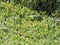 Snake - Tram Road Trail to Shark Valley Observation Tower in Everglades National Park in Florida