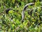 Snake - Tram Road Trail to Shark Valley Observation Tower in Everglades National Park in Florida