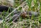 Snake Vipera berus nikolskii in nature