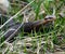 Snake Vipera berus nikolskii in nature