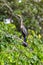 Snakebird, darter, American darter, or water turkey, Anhinga anhinga, Costa Rica