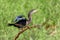 Snakebird, darter, American darter, or water turkey, Anhinga anhinga, Costa Rica