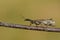 A Snakefly, Rhapidioptera, walking along a twig. Snakeflies are rarely encountered as they spend most of their adult lives in the