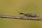 A Snakefly, Rhapidioptera, walking along a twig. Snakeflies are rarely encountered as they spend most of their adult lives in the