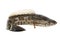 Snakehead