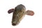Snakehead is a ferocious fish