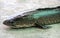 Snakehead fish on cement background