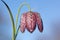 Snakehead Fritillary