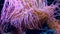 Snakelocks sea anemone in closeup, common invertebrate specie from the mediterranean sea