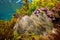 Snakelocks sea anemones in the ocean Anemonia viridis