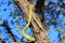 Snakes from Africa - Green Tree Snake