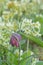 Snakes head Fritillaria meleagris, flowering between cowslip