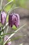 Snakes Head Fritillary flower