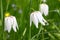 Snakes head fritillary flowers