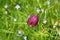 Snakes head fritillary flowers