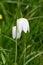 Snakes head fritillary flowers