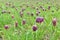 Snakes head fritillary flowers in a field