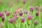 Snakes head fritillary flowers in a field