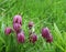 Snakes Head Fritillary flowers heads among grass