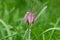 Snakes head fritillary (fritillaria meleagris) flower