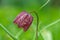 Snakes head fritillary (fritillaria meleagris) flower