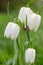 Snakes head fritillary (fritillaria meleagris) flowers