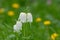 Snakes head fritillary (fritillaria meleagris) flowers