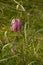 Snakeshead Fritillary