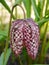 Snakeshead Fritillary Flower