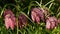 Snakeshead Fritillary Flowers